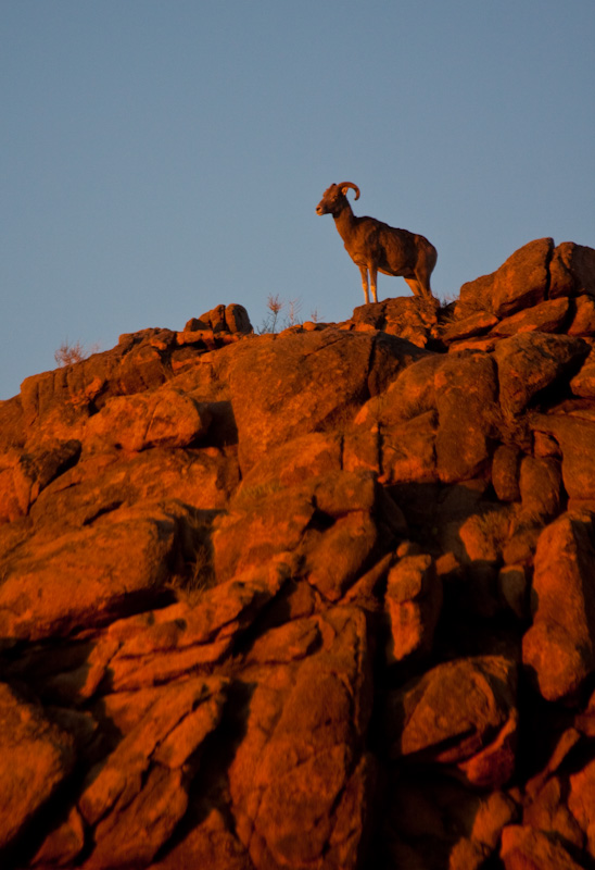 Argali At Sunset